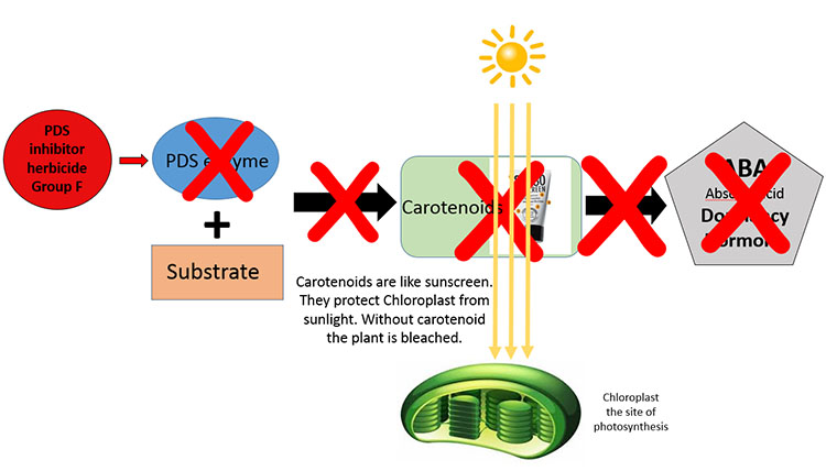 ABA synth plus herbicide