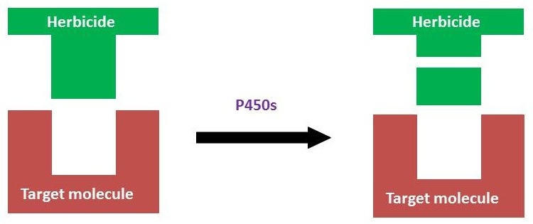 Metabolic resistance p450s showing effects