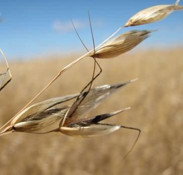 Wild Oat