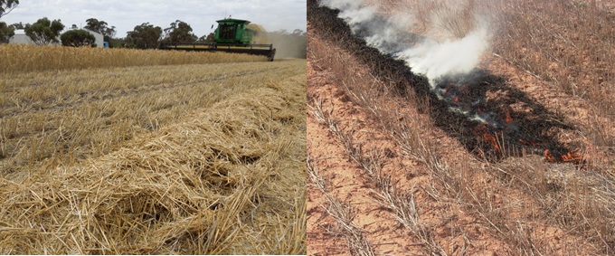 Windrows by chaff chute