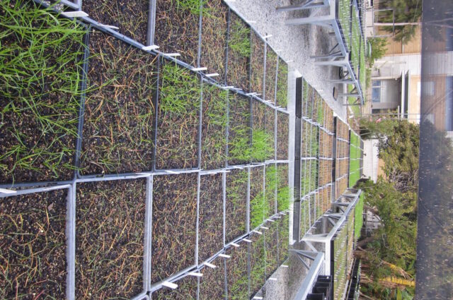 Ryegrass growing boxes on tables