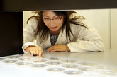Researcher looking at samples
