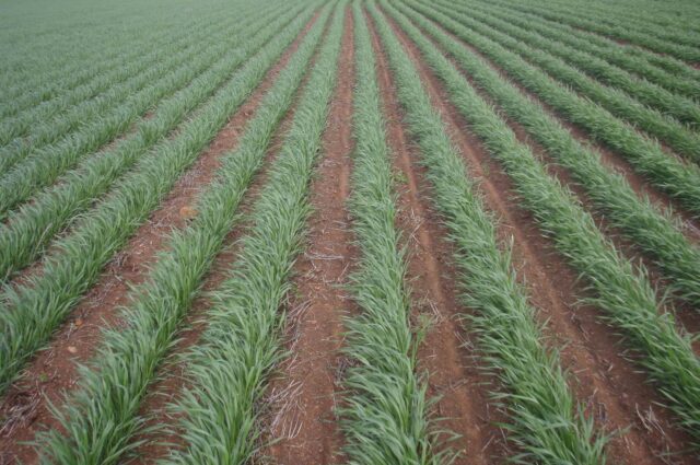 Clean crop