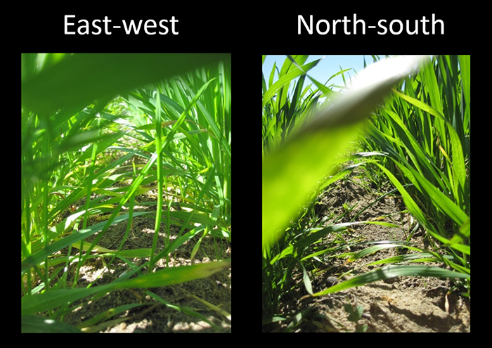 Comparison of sowing in east-west and north-south aligned crops