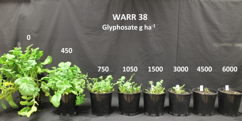 Plants in pots