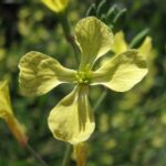 Yellow radish flower