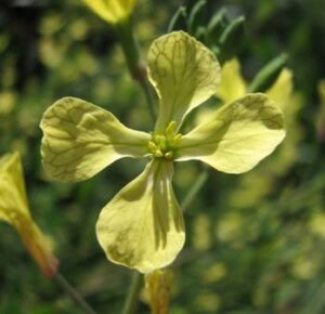 Yellow radish flower