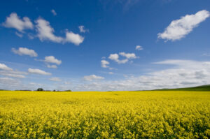 Canola field