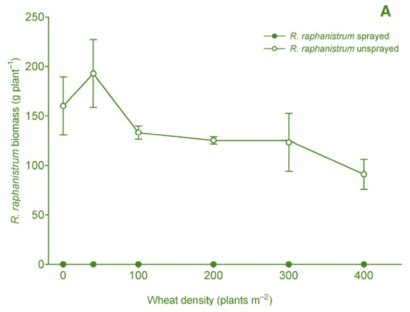 Wheat density vs R. raphanistrum biomass graph