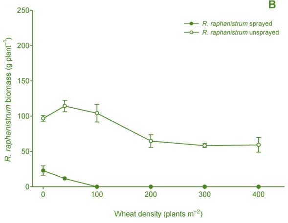 Wheat density vs R. raphanistrum biomass graph