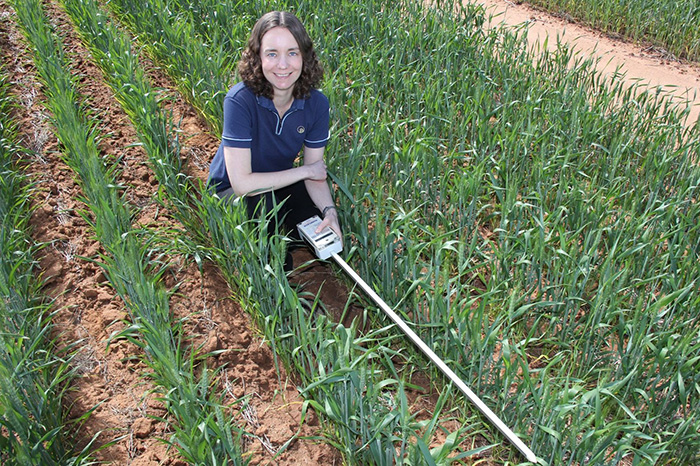 Dr Catherine Borger measuring light availability to the inter-row space in wheat