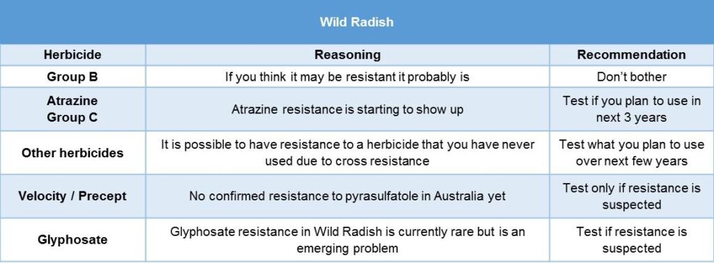 JBroster 2014 Wild radish