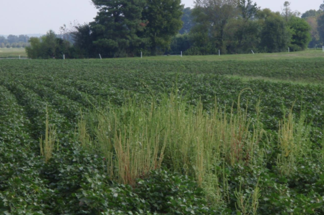 Palmer pigweed