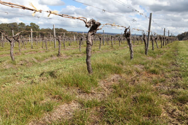 Ryegrass under vines