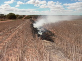 Windrow burning