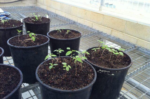 Plants in pots