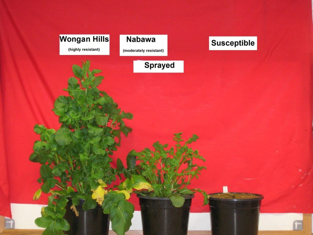 Three plants in pots showing different resistances