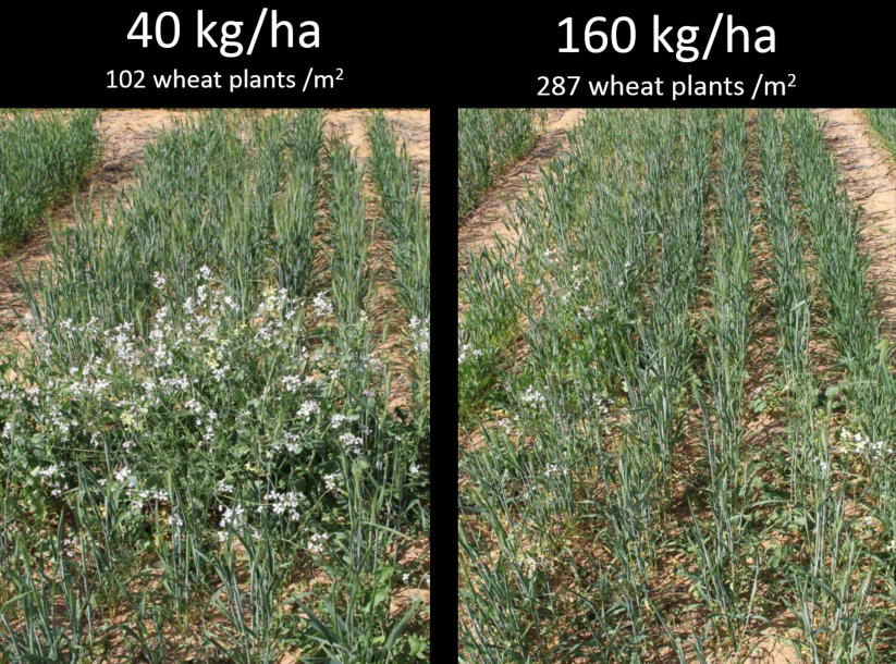 Comparison of two wheat depending on kilograms per hectar