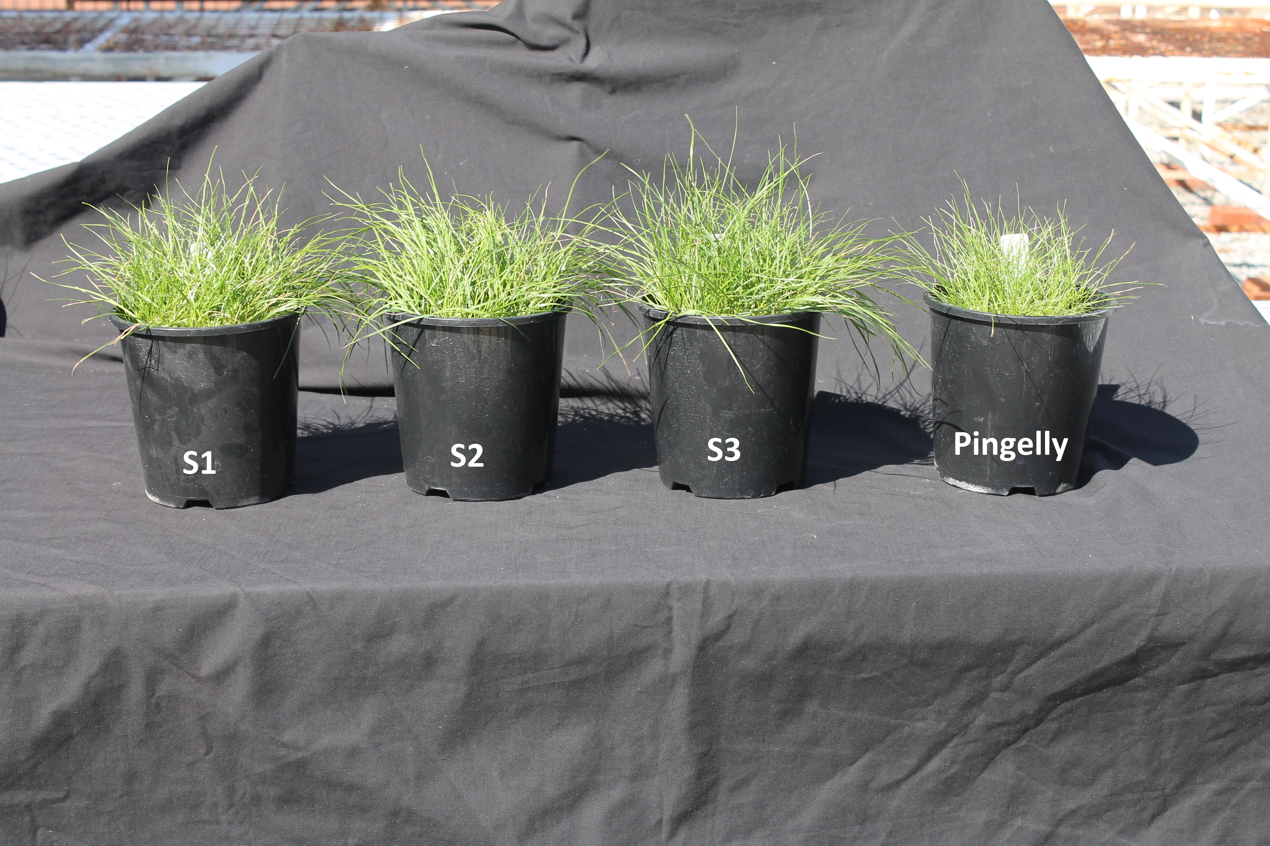 Figure 3. Reduced biomass of untreated simazine resistant population (Pingelly) compared to three known susceptible populations of silver grass.