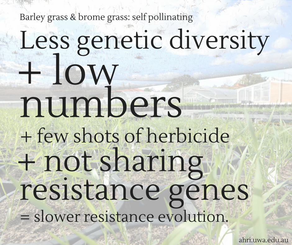 Self pollinating summary graphic