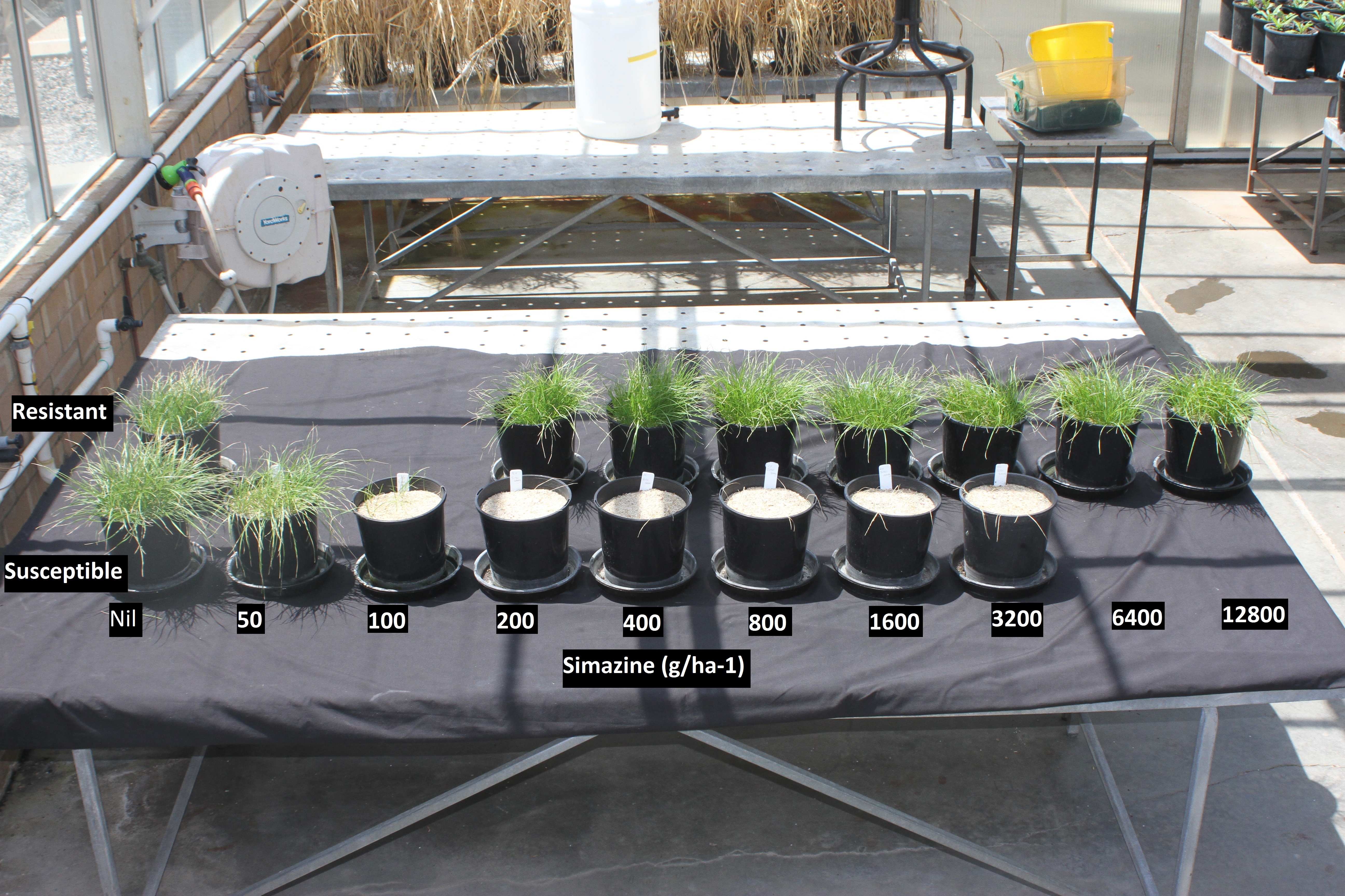 Figure 2. Picture of treated pots of silver grass. Resistant (Pingelly) population at rear, susceptible population at front. Simazine dose shown adjacent to treated pots.
