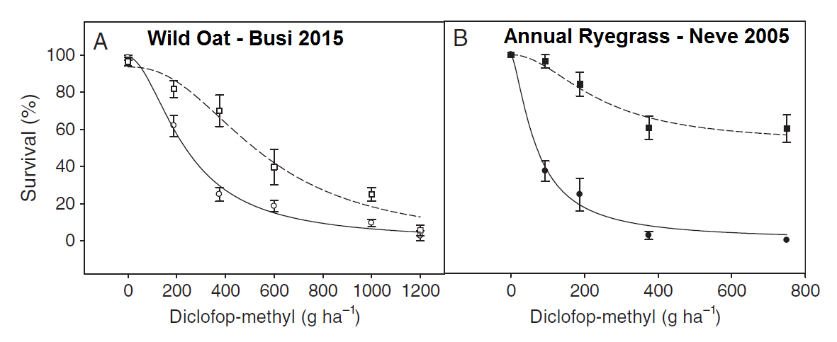 Busi wild oat low dose