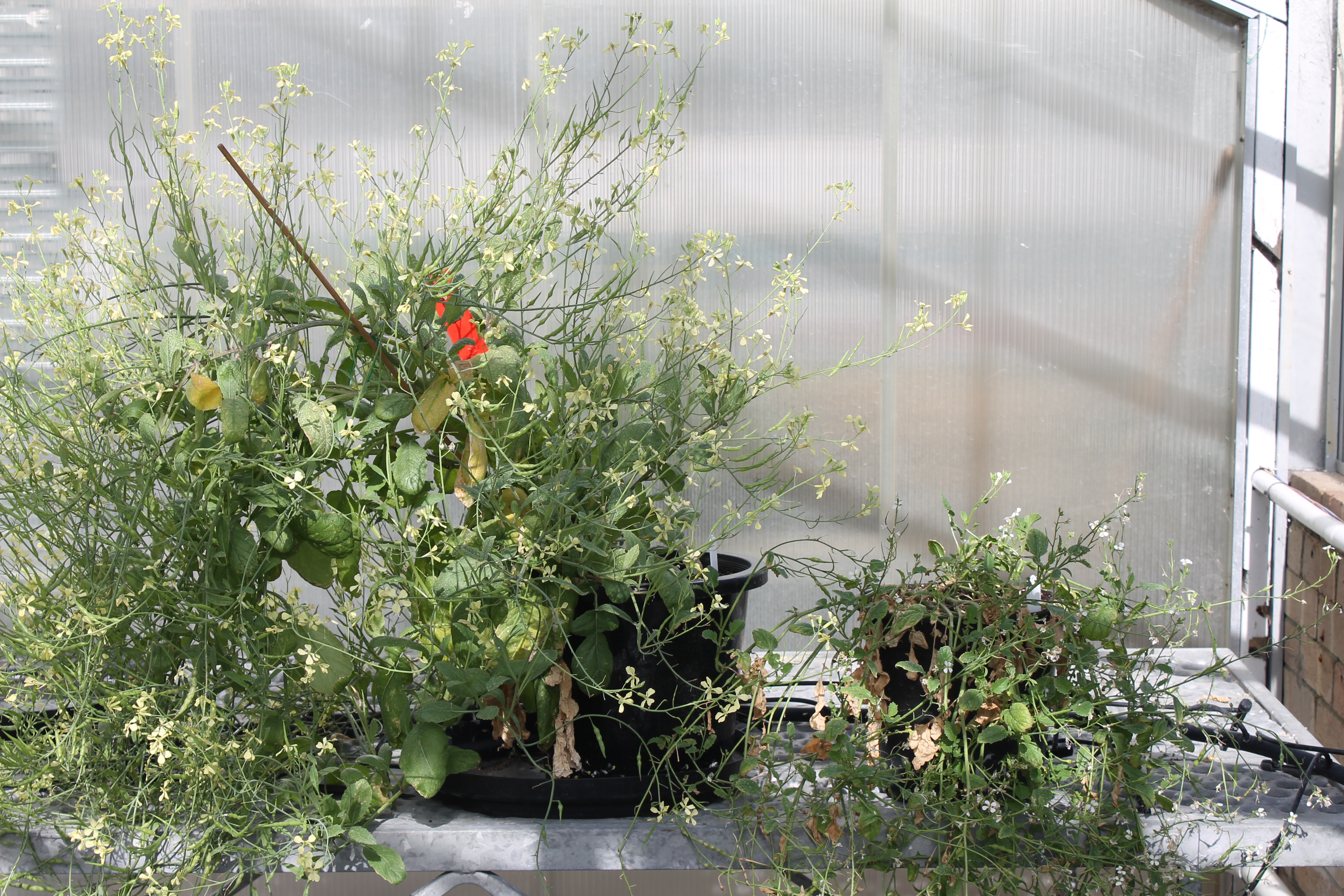 4th gen early flower right, control left