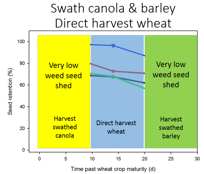 seed shed swath canola barley