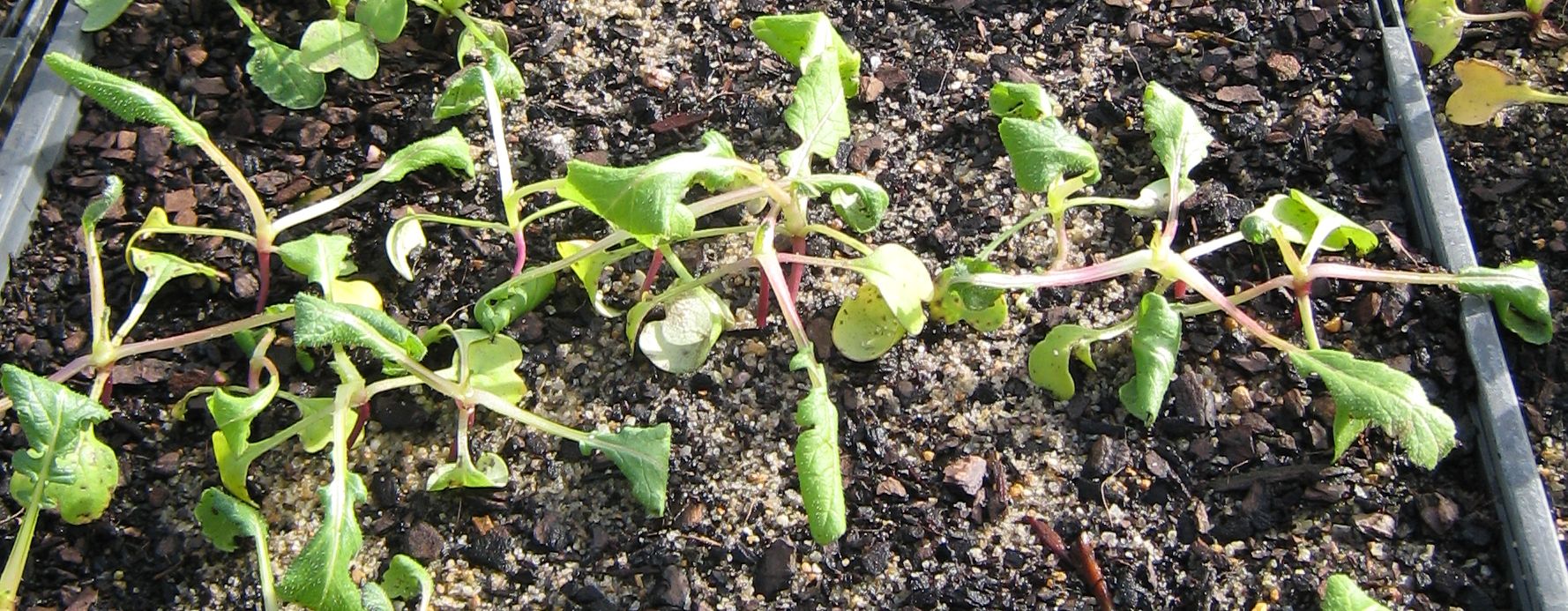curled plants outdoors