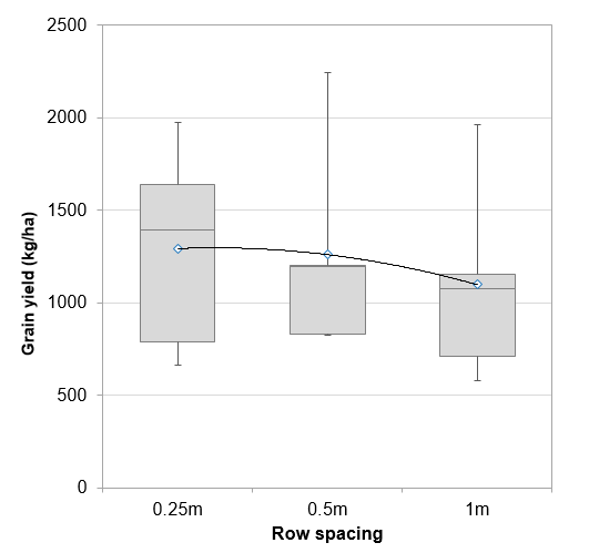 mungbean-row-spacing-kerry-mac-research