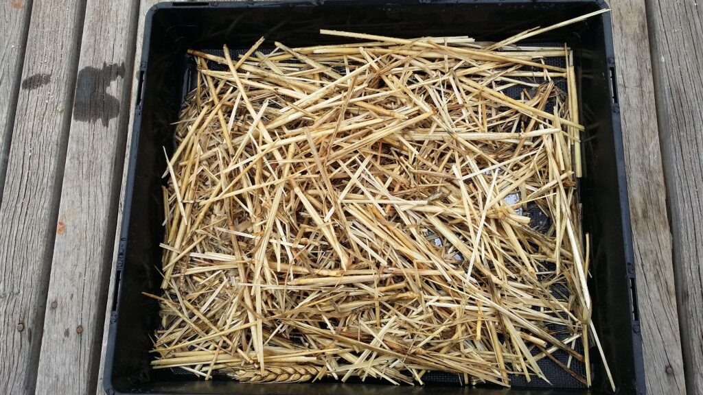 Stubble