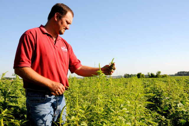 pigweed