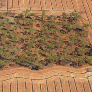 narrow windrow burning