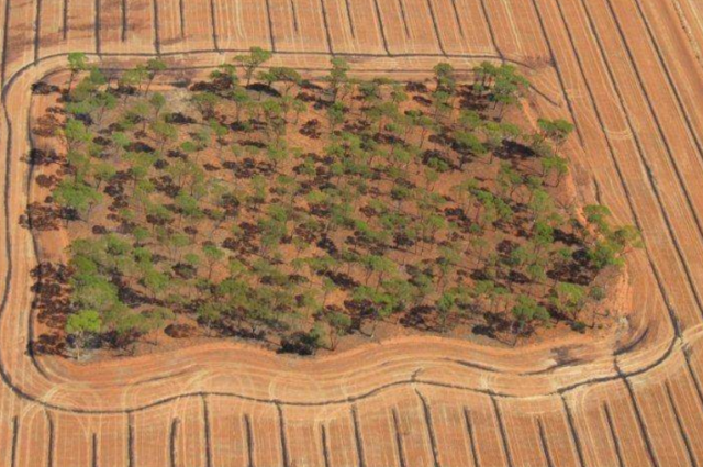 narrow windrow burning