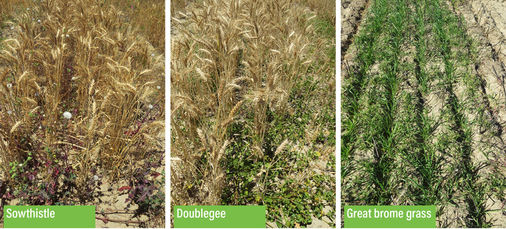 Three of the five emerging weeds (Brome Grass, Sowthistle, doublegee) studied in a DPIRD trial at Wongan Hills, WA