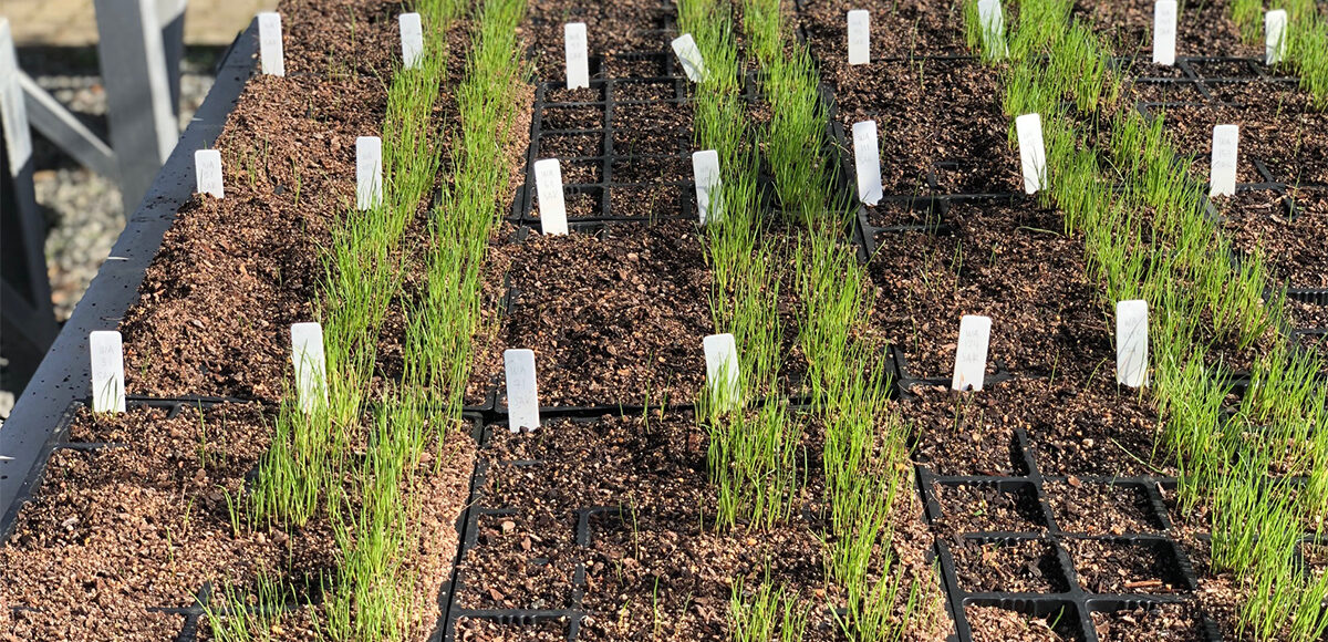 Plot trials