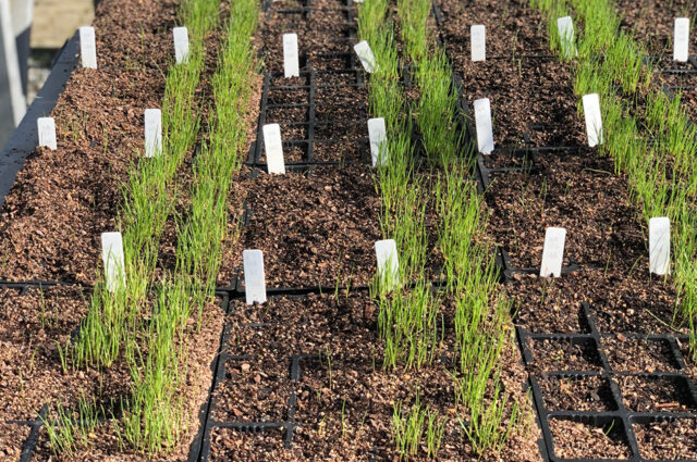 Plot trials