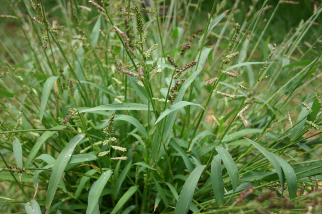Barnyard grass (BYGUM)