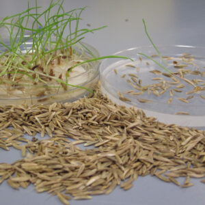 Ryegrass seedlings and seeds showing dormancy