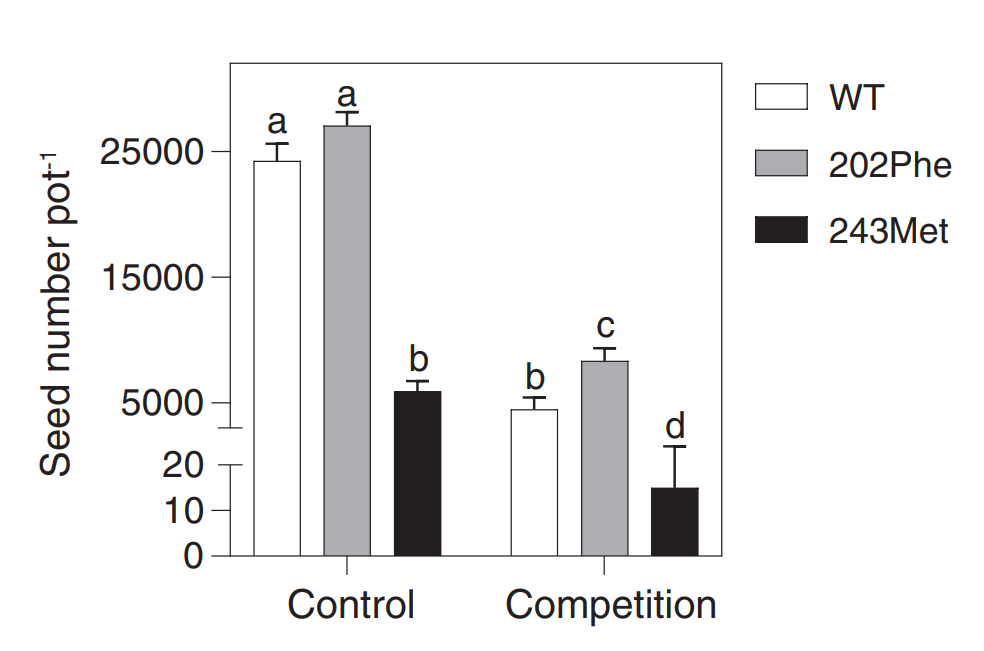 Effect of crop competition on seed production