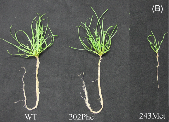 Ryegrass growth varies depending on genetic mutations