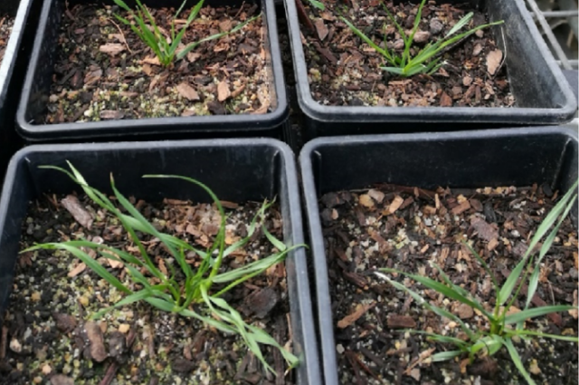 Ryegrass plants with 243Met mutation have twisted leaves