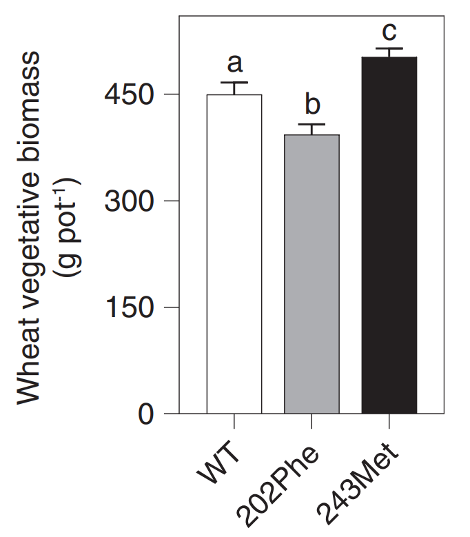 Effect of crop competition on wheat biomass