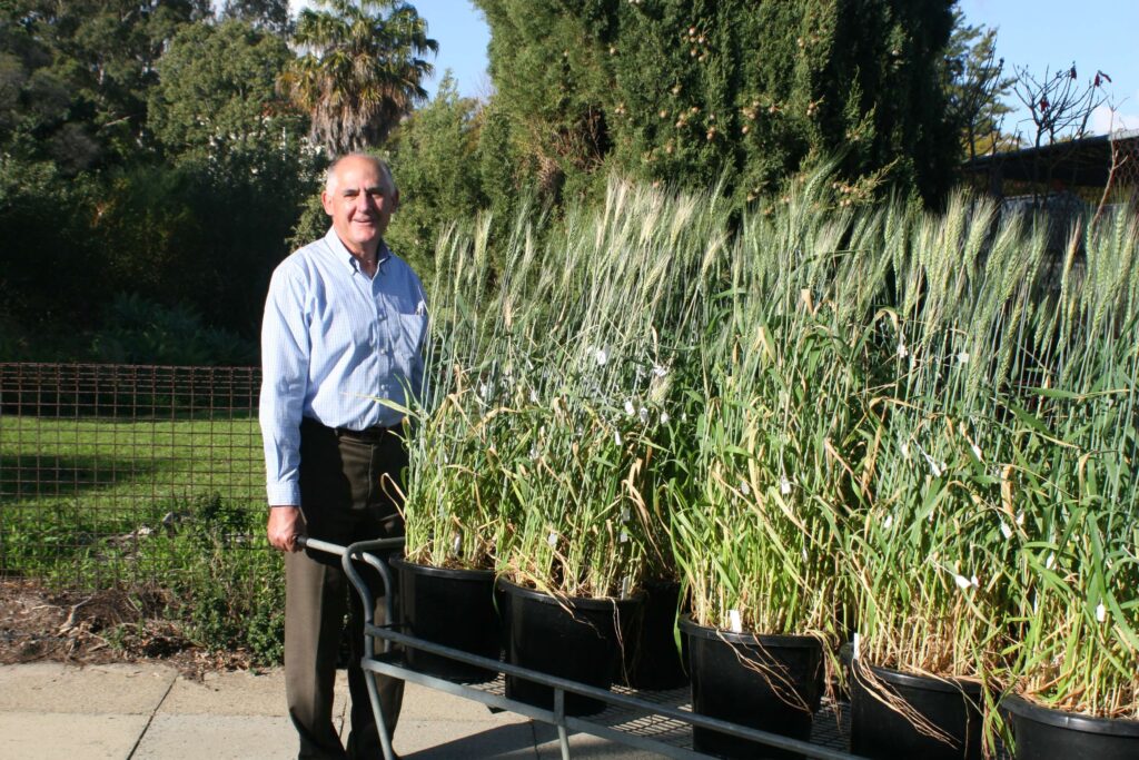 Prof Stephen Powles back when he was Director at AHRI in the growth area with wheat.