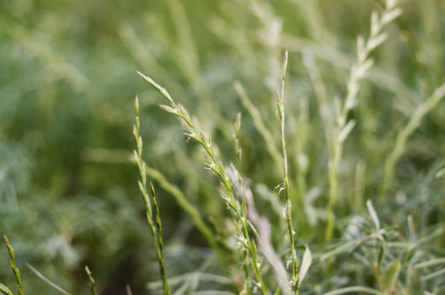 Annual ryegrass