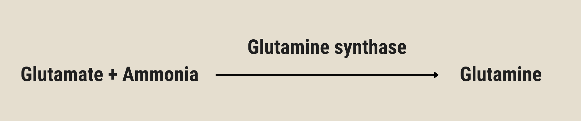 How glutamine forms