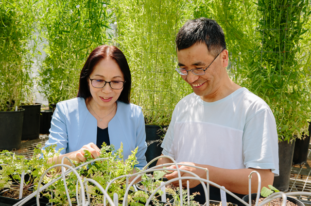 AHRI researchers Qin Yu and Heping Han