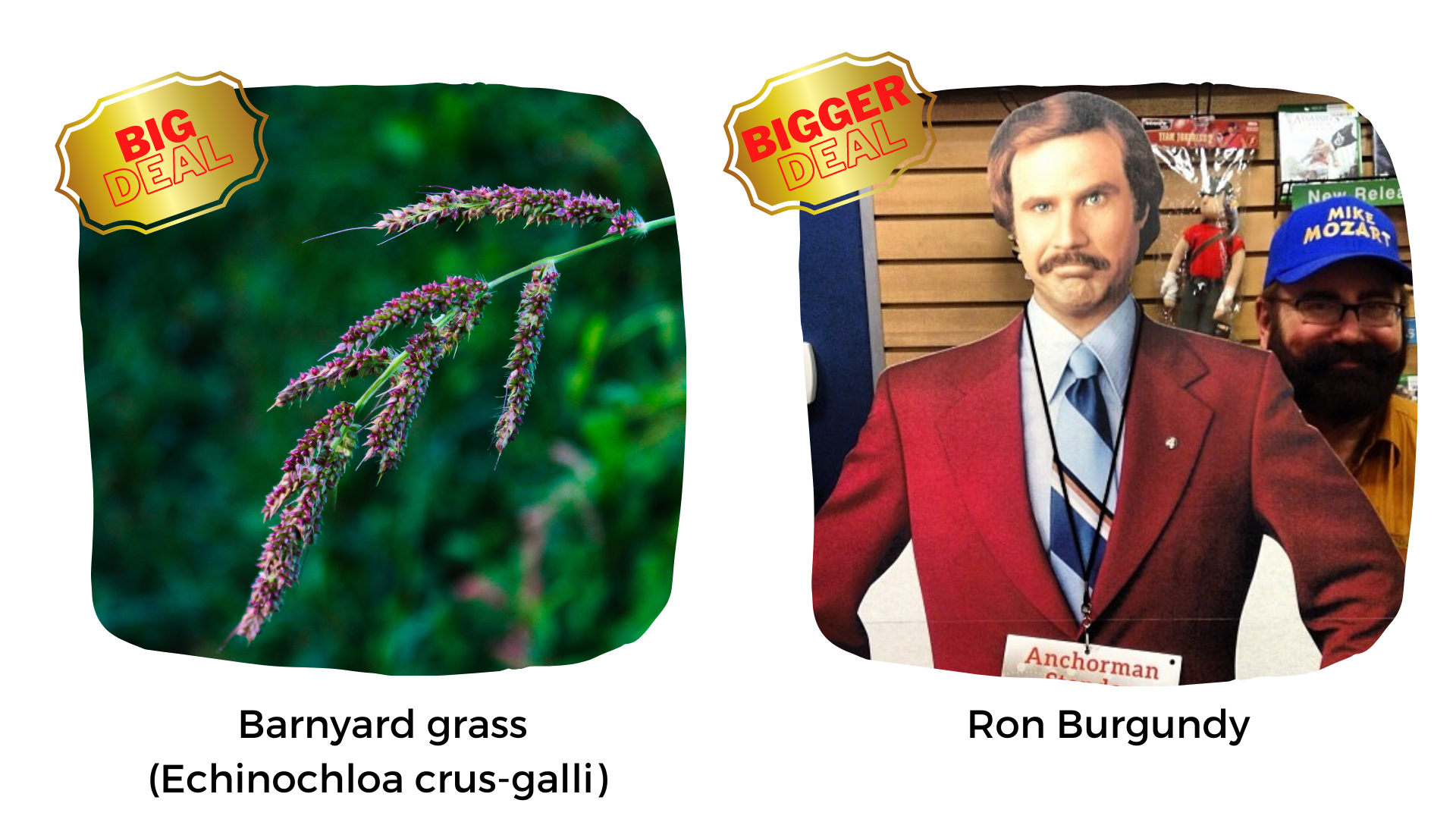 Picture of Barnyard grass (left) with text 'Big Deal' and picture of life-sized cut-out of Ron Burgundy (right) with text 'Bigger Deal'