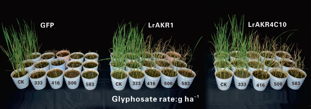 Metabolic glyphosate resistant ryegrass – it’s all about expression ...