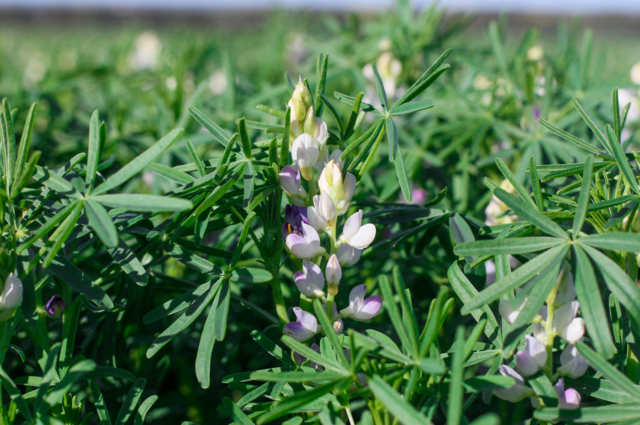 Lupin crop